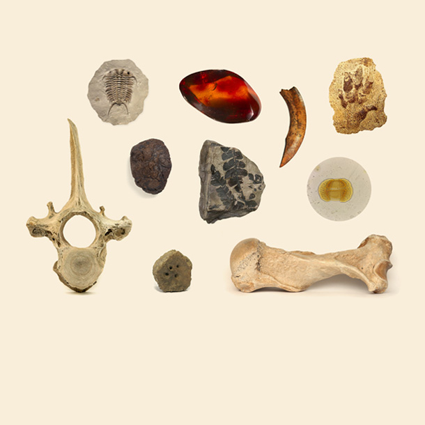 Fósiles, rocas e investigación