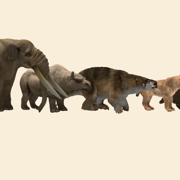 Evolución